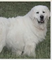 Daisy, a female English Cream Golden Retriever for sale in Concord, NC – 9 of 9