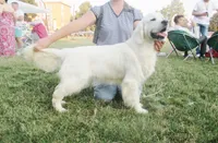 Daughter of Two Champion Parents w/Full Breeding Rights , a female English Cream Golden Retriever for sale in Concord, NC – 8 of 10