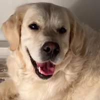 Daughter of Two Champion Parents w/Full Breeding Rights , a female English Cream Golden Retriever for sale in Concord, NC – 3 of 10