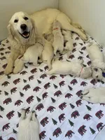 Daughter of Two Champion Parents w/Full Breeding Rights , a female English Cream Golden Retriever for sale in Concord, NC – 5 of 10