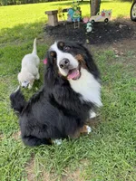 Indoor Housebroken Never had Puppies Spayed , a female Bernese Mountain Dog for sale in Concord, NC – 6 of 10