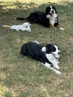 Slovakia Import, a female Border Collie for sale in Concord, NC – 8 of 10