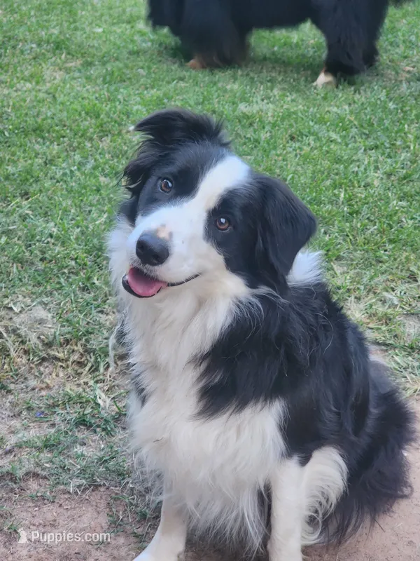 Slovakia Import – Border Collie puppy for sale in Concord, NC