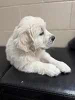 Granddaughter of an imported champion sire from Ukraine, a female English Cream Golden Retriever for sale in Concord, NC – 5 of 10