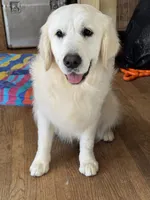 Granddaughter of an imported champion sire from Ukraine, a female English Cream Golden Retriever for sale in Concord, NC – 6 of 10