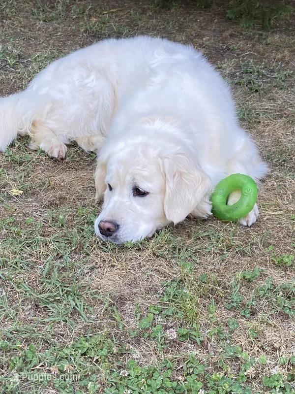 Daughter of Two Champion Parents w/Full Breeding Rights  – English Cream Golden Retriever puppy for sale in Concord, NC