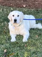 Daisy, a female English Cream Golden Retriever for sale in Concord, NC – 4 of 9