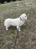 Granddaughter of an imported champion sire from Ukraine, a female English Cream Golden Retriever for sale in Concord, NC – 8 of 10