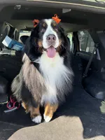Indoor Housebroken Never had Puppies Spayed , a female Bernese Mountain Dog for sale in Concord, NC – 5 of 10