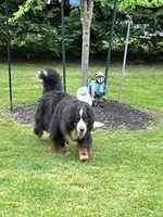 Indoor Housebroken Never had Puppies Spayed , a female Bernese Mountain Dog for sale in Concord, NC – 8 of 10