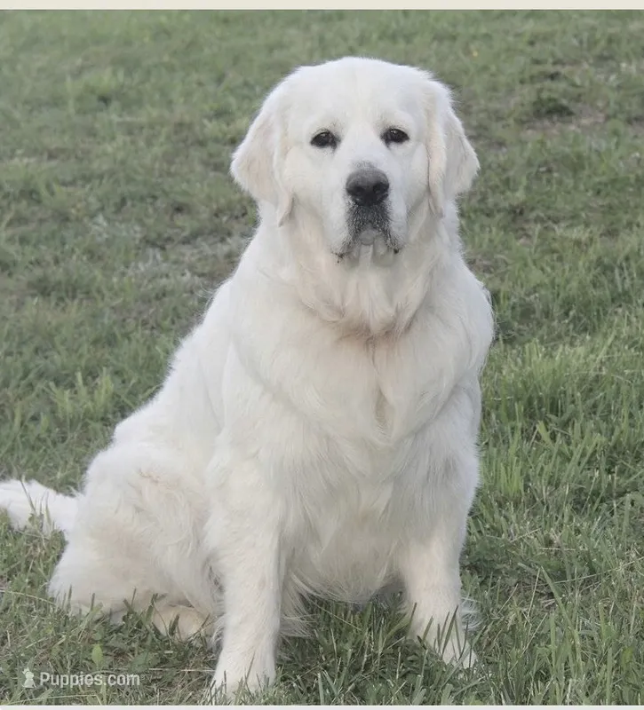Due to come in heat at any time Daughter of 2 imported ch parents – English Cream Golden Retriever puppy for sale in Concord, NC