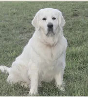 Due to come in heat at any time Daughter of 2 imported ch parents, a female English Cream Golden Retriever for sale in Concord, NC – 1 of 10