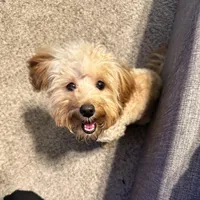 Penne, a female Maltipoo for sale in Memphis, TN – Photo 1 of 2