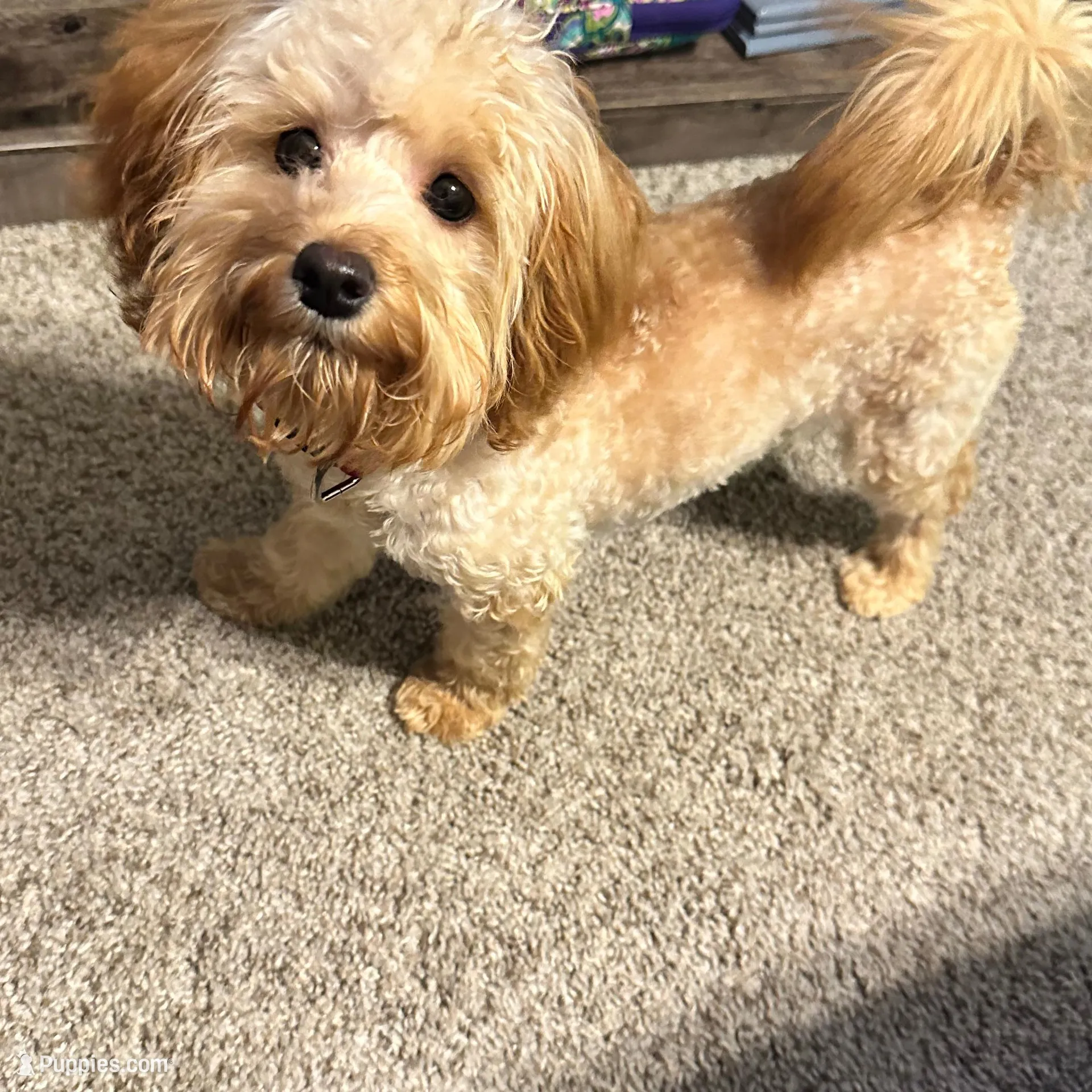 Penne, a female Maltipoo for sale in Memphis, TN – Photo 2 of 2