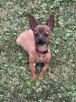 Toby , a male Chihuahua for sale in Rantoul, IL – Photo 2 of 2