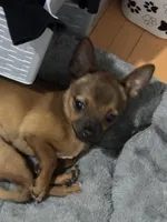 Toby , a male Chihuahua for sale in Rantoul, IL – Photo 1 of 2