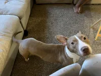 Graham, a male American Bully for sale in Seattle, WA – Photo 3 of 3