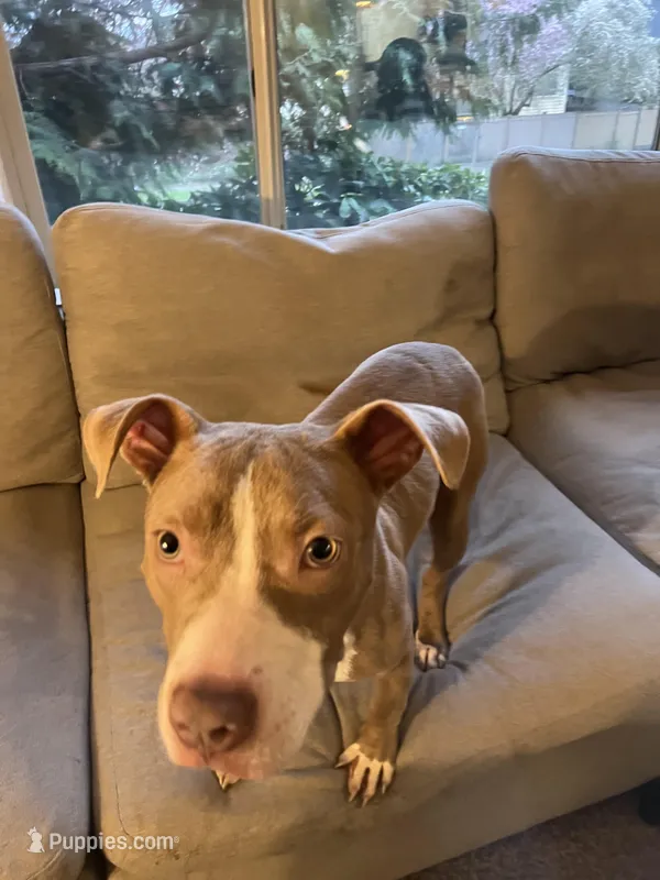 Graham – American Bully puppy for sale in Seattle, WA