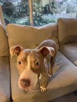 Graham, a male American Bully for sale in Seattle, WA – Photo 1 of 3