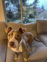 Graham, a male American Bully for sale in Seattle, WA – Photo 2 of 3