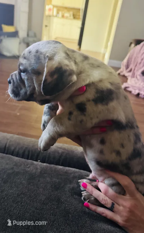 Tony – American Bulldog, French Bulldog puppy for sale in Lumberton, TX