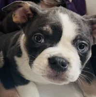 Leo , a male French Bulldog for sale in Lumberton, TX – 2 of 3