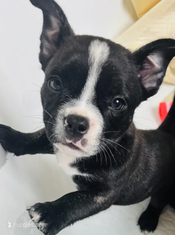 Princess – American Bulldog, French Bulldog puppy for sale in Lumberton, TX