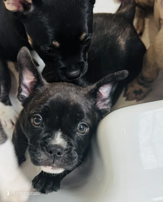 Spike – American Bulldog, French Bulldog puppy for sale in Lumberton, TX
