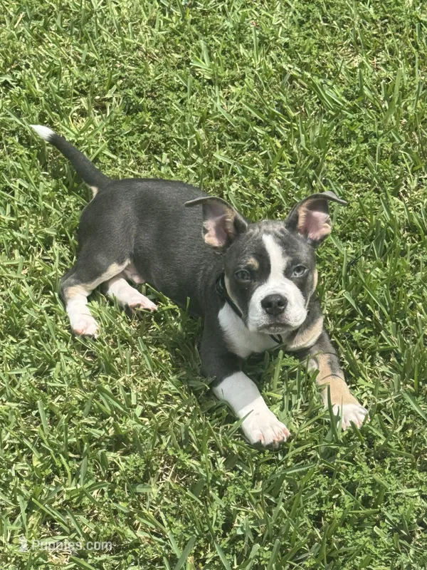 Leo, a male French Bulldog and American Bully for sale in Lumberton, TX – 1 of 5
