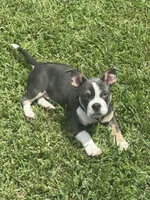 Leo, a male French Bulldog and American Bully for sale in Lumberton, TX – 1 of 5