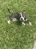 Leo, a male French Bulldog and American Bully for sale in Lumberton, TX – 5 of 5