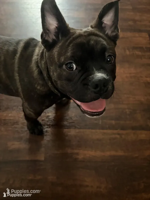 Rocco, a male French Bulldog and American Bully for sale in Lumberton, TX – 1 of 4