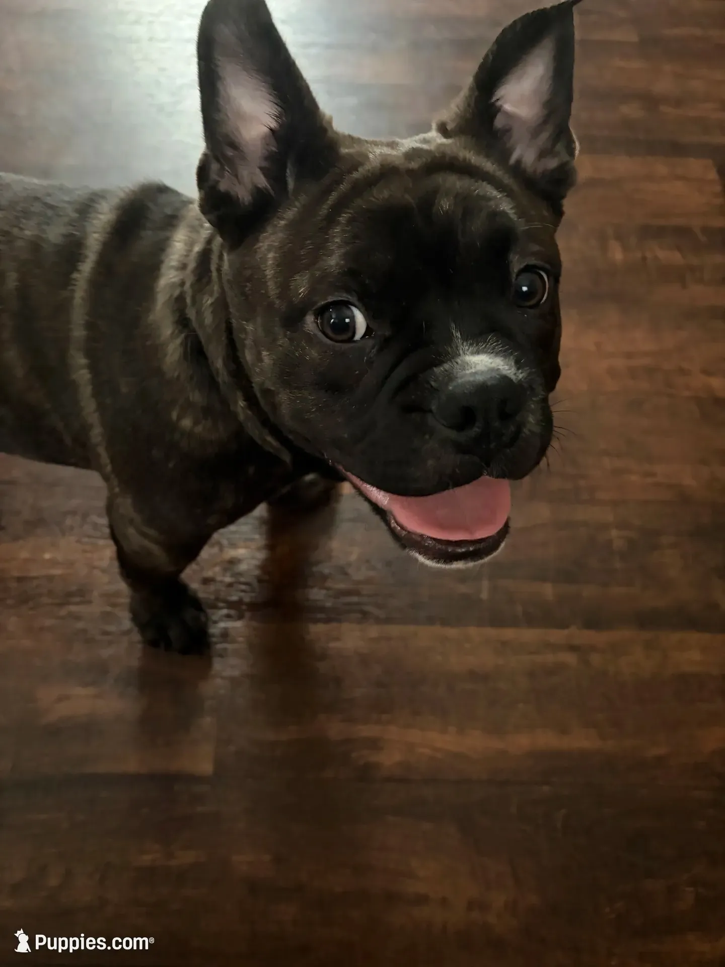 Rocco, a male French Bulldog and American Bully for sale in Lumberton, TX – 1 of 4