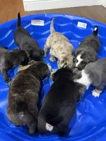 Leo , a male French Bulldog for sale in Lumberton, TX – 3 of 3