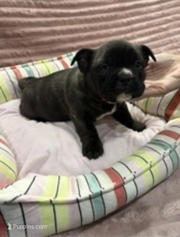 Spike – American Bulldog, French Bulldog puppy for sale in Lumberton, TX