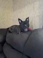Rocco, a male French Bulldog and American Bully for sale in Lumberton, TX – 4 of 4