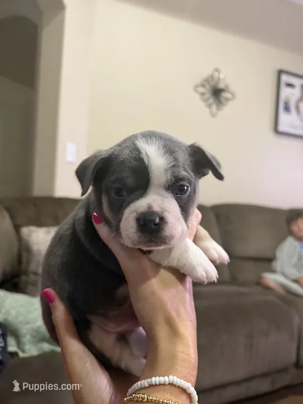 Leo  – French Bulldog puppy for sale in Lumberton, TX