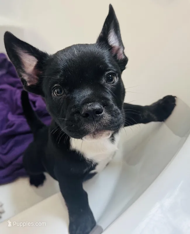 Scurge – American Bulldog, French Bulldog puppy for sale in Lumberton, TX
