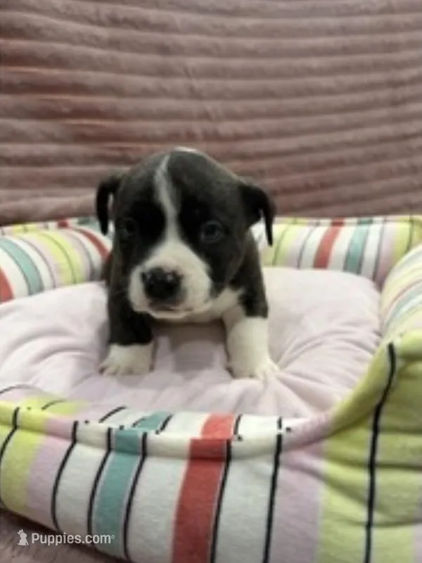 Bully – American Bulldog, French Bulldog puppy for sale in Lumberton, TX