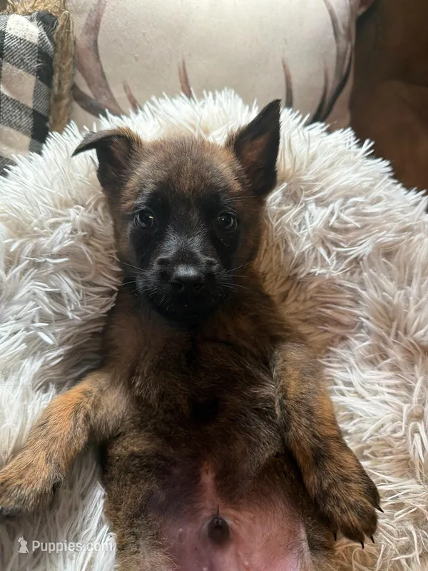 Ghost – Belgian Malinois, Dutch Shepherd puppy for sale in Red Lion, PA