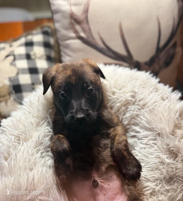 Floyd, a male Belgian Malinois and Dutch Shepherd for sale in Red Lion, PA – Photo 1 of 1
