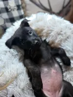 Korn, a female Belgian Malinois and Dutch Shepherd for sale in Red Lion, PA – Photo 2 of 2