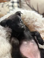 Korn, a female Belgian Malinois and Dutch Shepherd for sale in Red Lion, PA – Photo 1 of 2