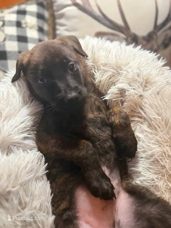Fleetwood , a male Belgian Malinois and Dutch Shepherd for sale in Red Lion, PA – Photo 1 of 2