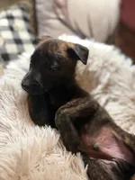 Hendrix, a male Belgian Malinois and Dutch Shepherd for sale in Red Lion, PA – Photo 2 of 2