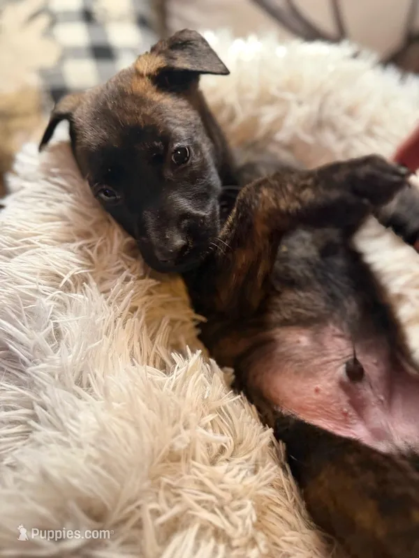 Hendrix, a male Belgian Malinois and Dutch Shepherd for sale in Red Lion, PA – Photo 1 of 2