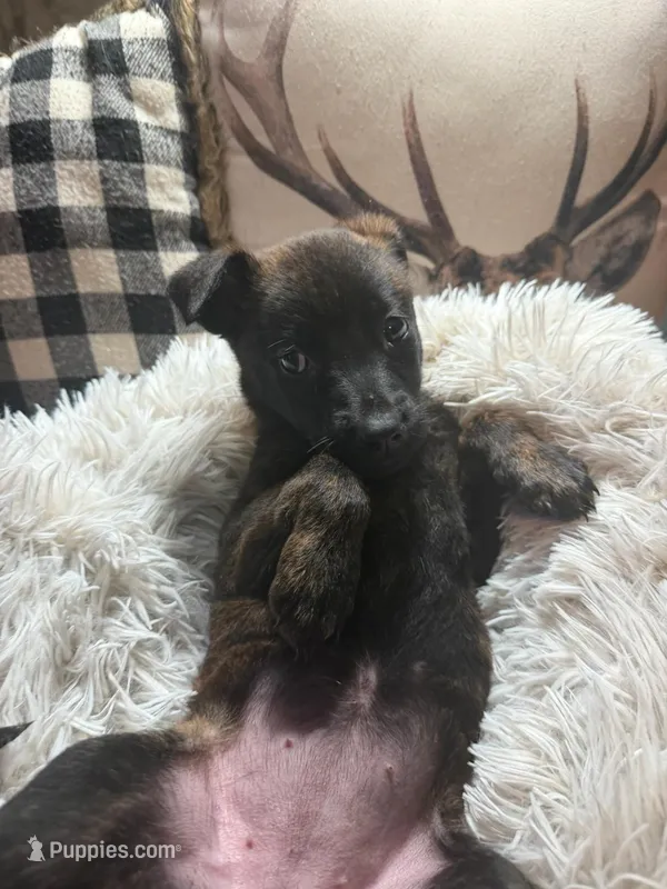 Pearl – Belgian Malinois, Dutch Shepherd puppy for sale in Red Lion, PA