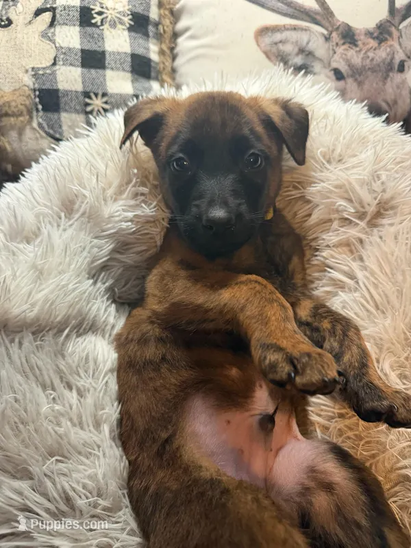 Beatle, a male Belgian Malinois and Dutch Shepherd for sale in Red Lion, PA – Photo 1 of 1