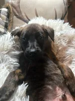 Blink, a male Belgian Malinois and Dutch Shepherd for sale in Red Lion, PA – Photo 1 of 2