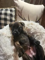 Blink, a male Belgian Malinois and Dutch Shepherd for sale in Red Lion, PA – Photo 2 of 2